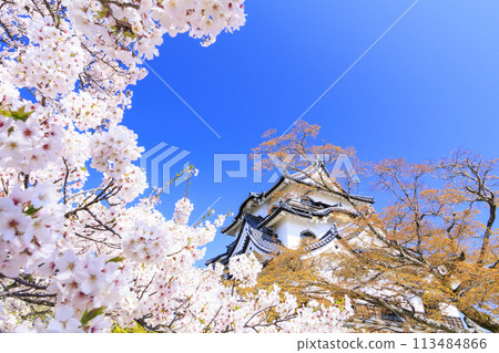 Hikone Castle with cherry blossoms in full bloom Hikone Castle with cherry blossoms in full bloom 113484866