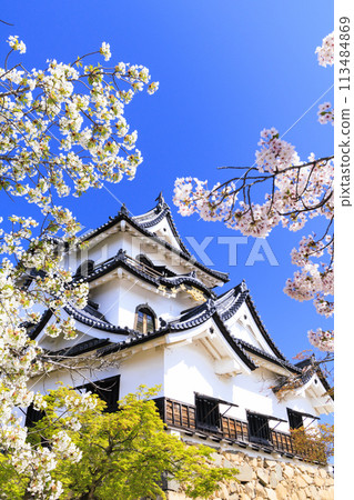 Hikone Castle with cherry blossoms in full bloom 113484869