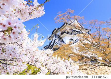 櫻花盛開的彥根城 113484870