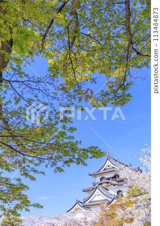 櫻花盛開的彥根城 113484873