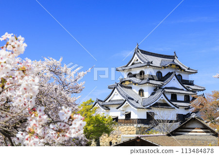櫻花盛開的彥根城 113484878
