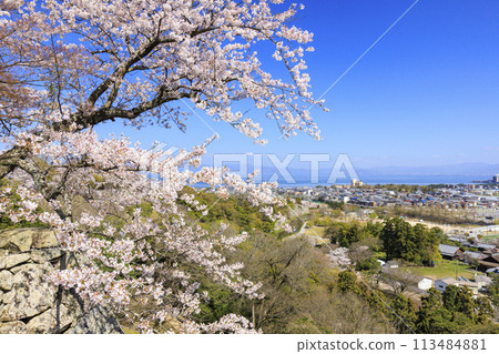 Hikone Castle with cherry blossoms in full bloom 113484881