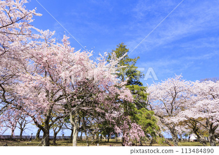 Hikone Castle with cherry blossoms in full bloom 113484890