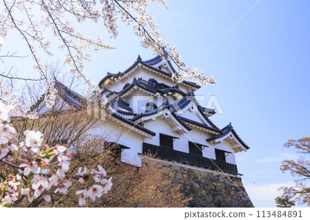 Hikone Castle with cherry blossoms in full bloom 113484891