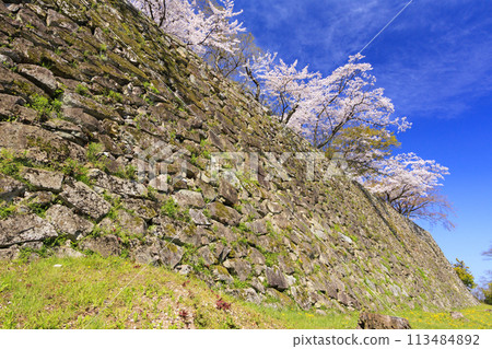 Hikone Castle with cherry blossoms in full bloom Hikone Castle with cherry blossoms in full bloom 113484892