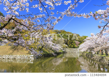 Hikone Castle with cherry blossoms in full bloom Hikone Castle with cherry blossoms in full bloom 113484894