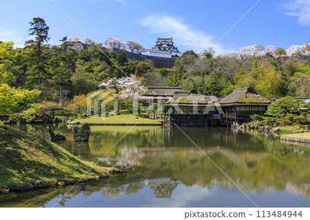 Cherry Blossom Hikone Castle Cherry Blossom Hikone Castle 113484944