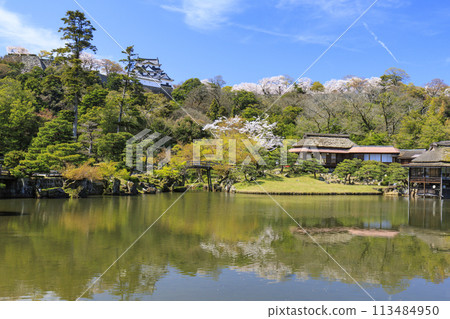 櫻花彥根城堡 櫻花彥根城堡 113484950