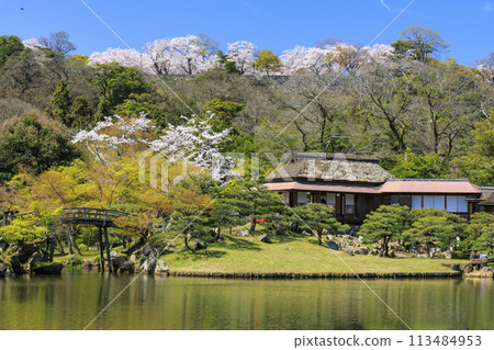 Cherry Blossom Hikone Castle Cherry Blossom Hikone Castle 113484953