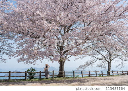 Mt. Shiude with cherry blossoms in full bloom and the back of a woman 113485164