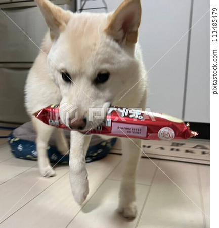 柴犬和零食 柴犬和零食 113485479