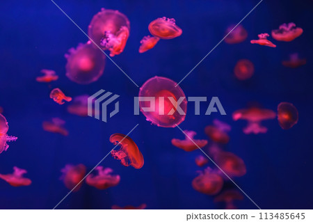 Mediterranean jellyfish, Cotylorhiza tuberculata or fried egg jellyfish swimming in aquarium 113485645
