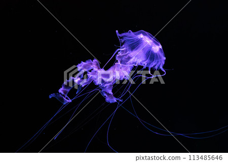 Black sea nettle, Chrysaora achlyos swimming in dark water of aquarium tank 113485646