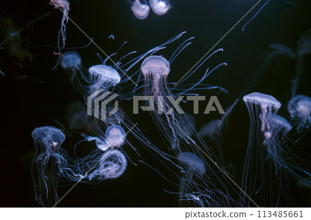 Group of Atlantic sea nettle jellyfish floating in illuminated aquarium 113485661