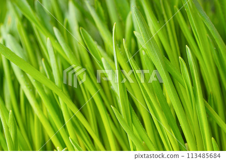 Fresh green grass texture background. Grass leaves close up, macro 113485684