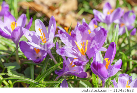 Beautiful purple spring crocuses in the garden, floral background Beautiful purple spring crocuses in the garden, floral background 113485688