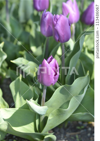 Tulip Purple Flag 113486067