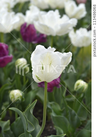 Tulip Super Parrot 113486068