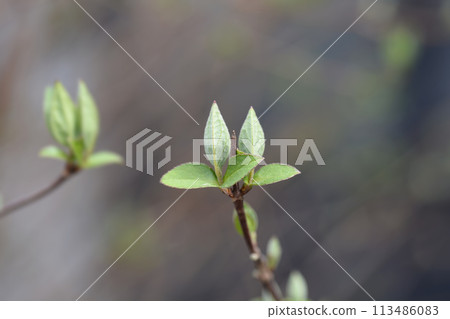 Fuzzy deutzia Flore Pleno 113486083