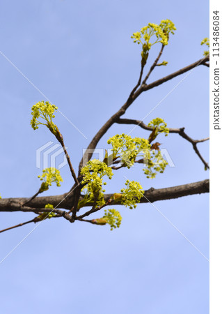 Norway maple 113486084