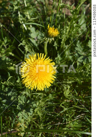Common dandelion Common dandelion 113486088