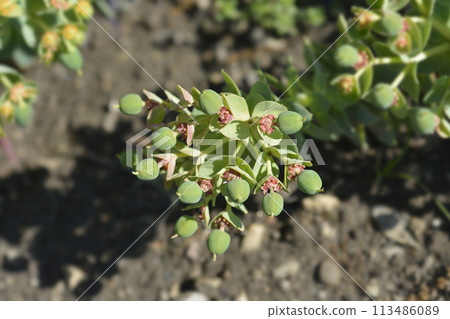 Myrtle spurge 113486089