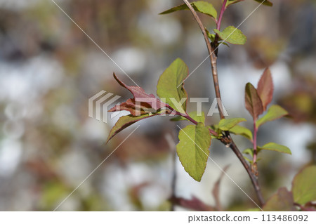Japanese spirea Double Play Blue Kazoo Japanese spirea Double Play Blue Kazoo 113486092
