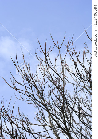 Tree of heaven Tree of heaven 113486094