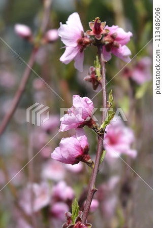 Nectarine Armking 113486096