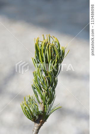 Japanise White Pine Blue Angel Japanise White Pine Blue Angel 113486098
