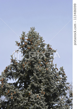 Colorado blue spruce Colorado blue spruce 113486099