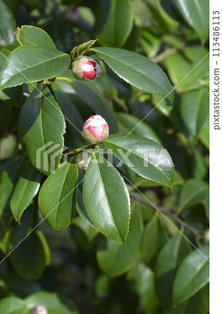 Camellia 113486113