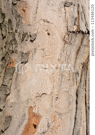 Silver maple Silver maple 113486120