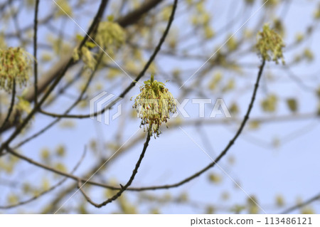 Boxelder maple Boxelder maple 113486121