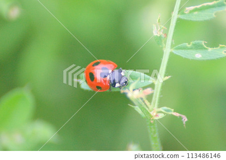 Ladybeet searching for aphids 113486146