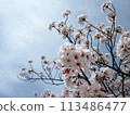 Sakura that shines in the blue sky 113486477