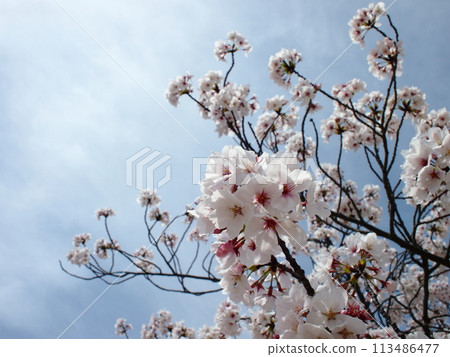 Sakura that shines in the blue sky 113486477