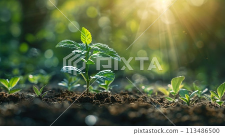 A small plant growing in the dirt with sunlight shining through, AI 113486500