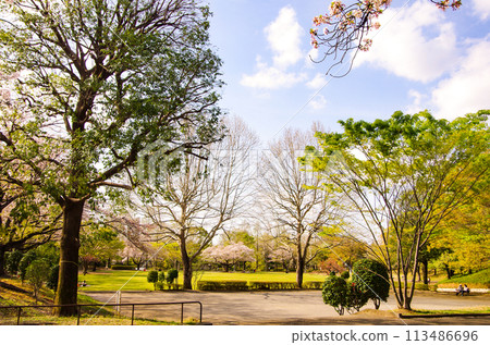 櫻花公園 櫻花公園 113486696
