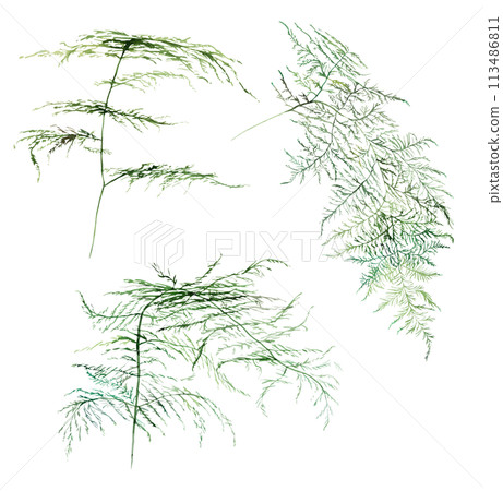 Watercolor fern twigs with green leaves isolated illustration, botanical wedding element 113486811