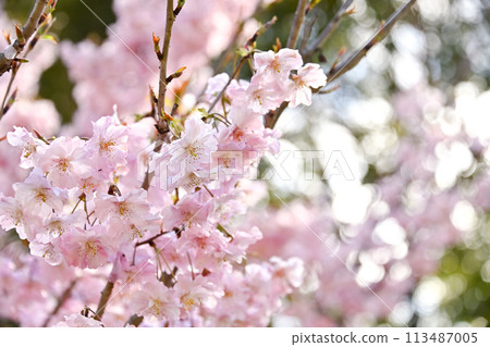 Cherry blossoms Cherry blossoms 113487005