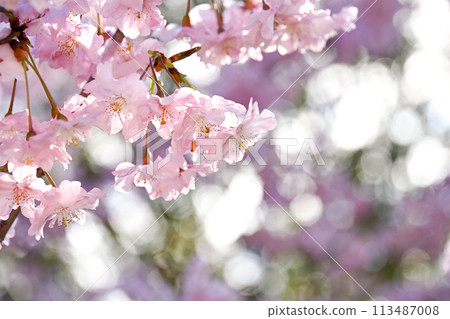 櫻花 113487008