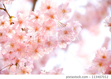 櫻花 櫻花 113487012