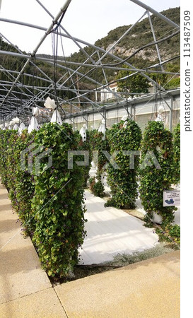 France Tourrettes-sur-Loup Violet fields France Tourrettes-sur-Loup Violet fields 113487509