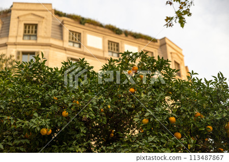 Tangerines on a tree against the background of the historic building Orange Tangerines on a tree against the background of the historic building Orange 113487867