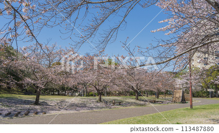 [Chiba City, Chiba Prefecture] Oyumino Harumichi Park and cherry blossoms 113487880