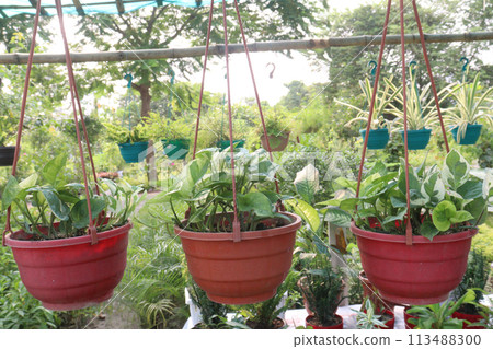Epipremnum Aureum plant on farm Epipremnum Aureum plant on farm 113488300