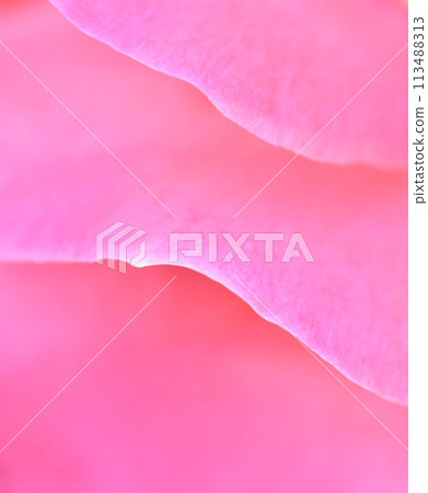 Pale pink rose flower. Macro flowers background for holiday design. Soft focus Pale pink rose flower. Macro flowers background for holiday design. Soft focus 113488313