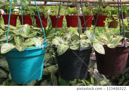 Episcia cupreata flower plant on farm Episcia cupreata flower plant on farm 113488322