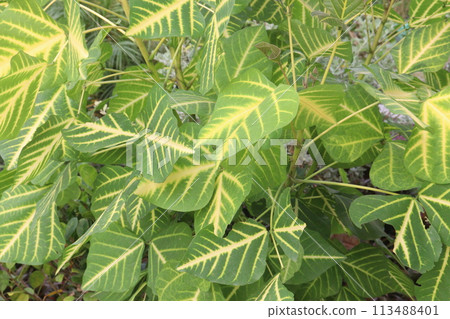 Erythrina variegata plant on farm 113488401